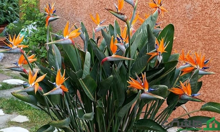 پرنده بهشتی (استرلیتزیا)