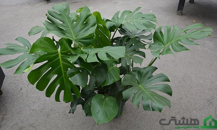 گیاه آپارتمانی برگ انجیری