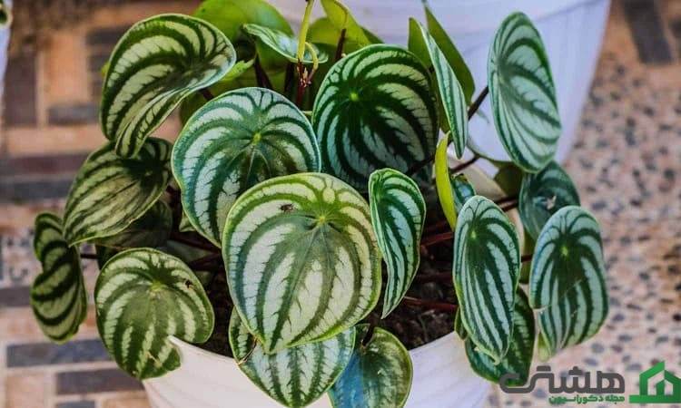 گل قاشقی (Radiator plant)