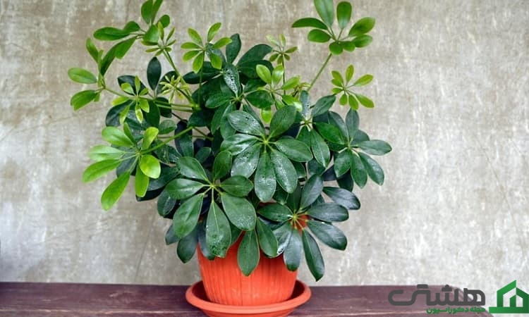 گل (شفلرا Schefflera plant)