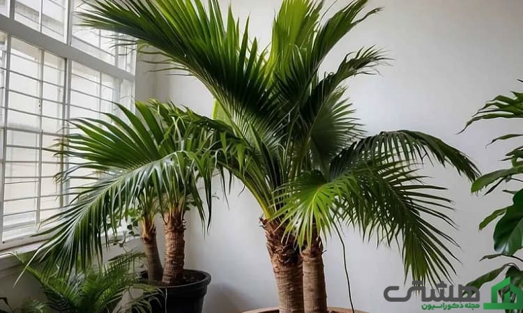 نخل با شکوه (راونیا ریولاریس)