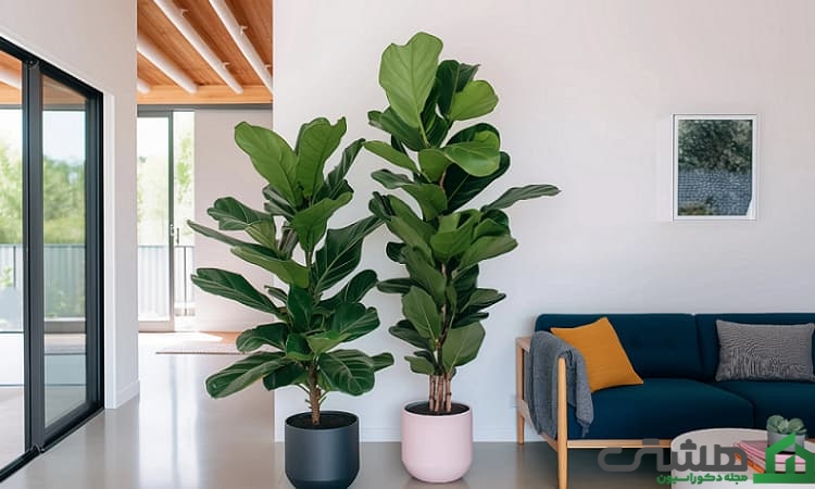 استفاده از درختچه داخل خانه