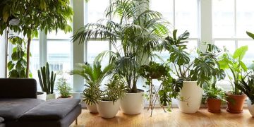 بهترین گیاه آپارتمان