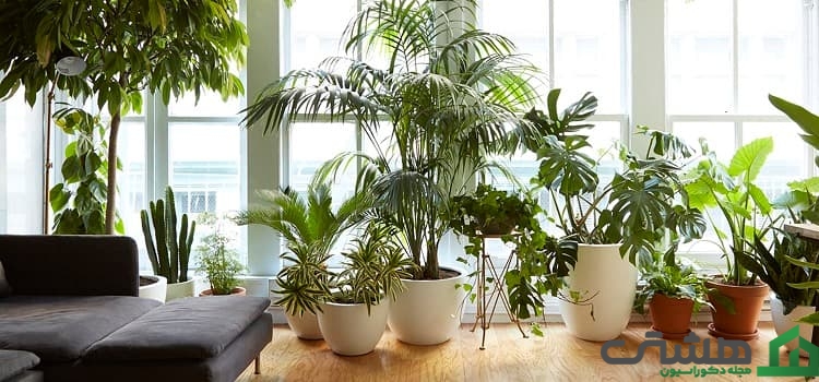 بهترین گیاه آپارتمان