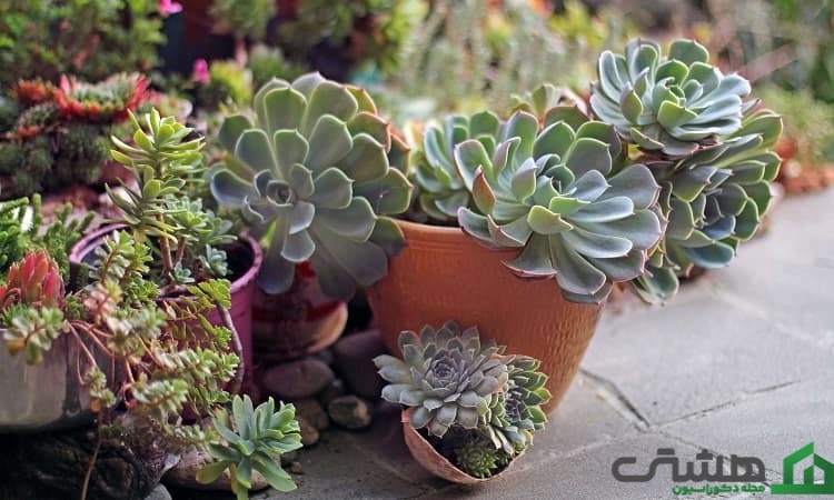 ساخت یک گلخانه کوچک