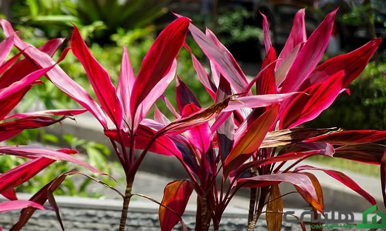 گل کوردیلین (Cordyline fruticosa)