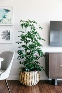 یکی از بهترین گیاهان بزرگ مناسب آپارتمان شفلرا است