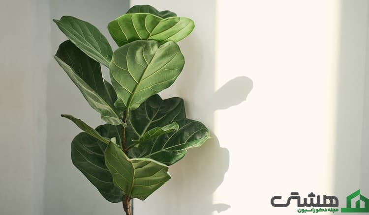 فیکوس لیترا