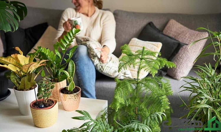 بهترین گیاهان مناسب آپارتمان