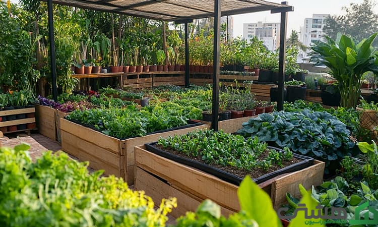 سبزیجات مورد علاقه در روف گاردن