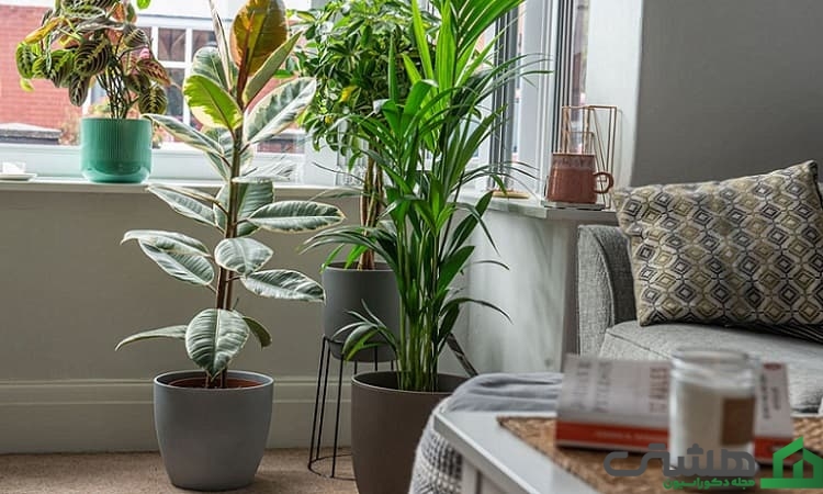 گلدان کنار سالنی شیک